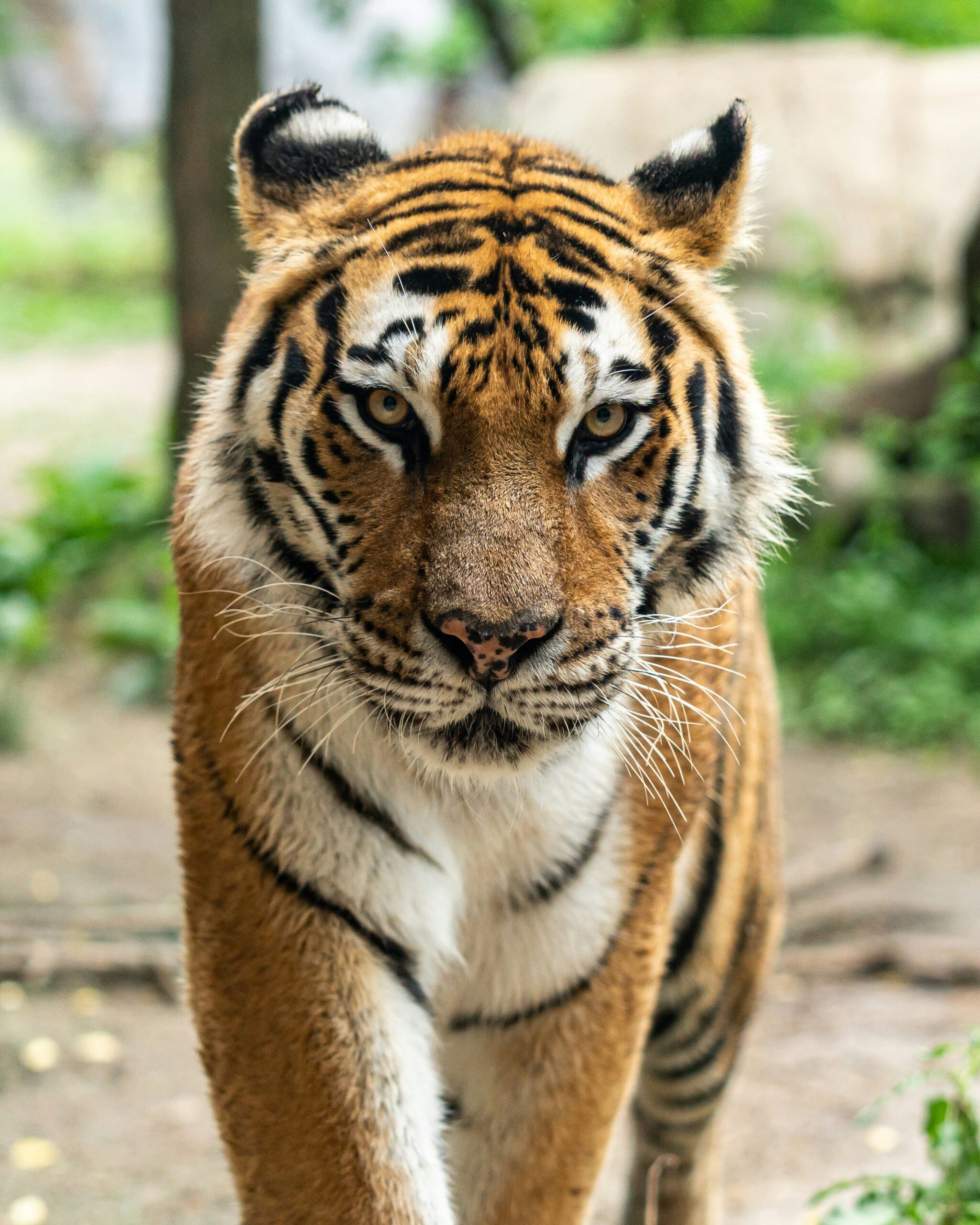 Tiger – mike-marrah-gRB4Euk4BYQ-unsplash Tiger stories from Kerala